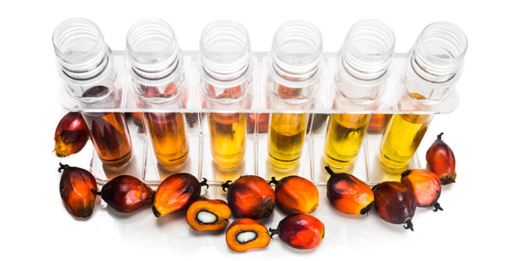 Palm Oil & Biodiesel Industry