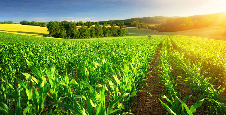 Agriculture & Fertilizer